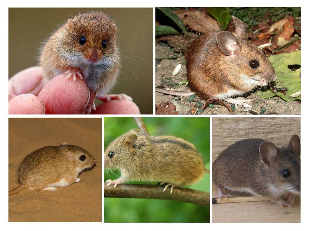 Types de souris