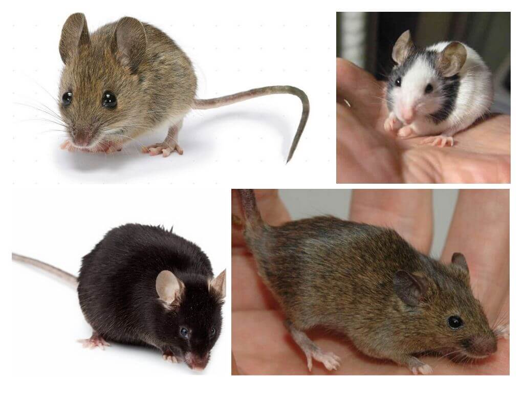 Types de souris