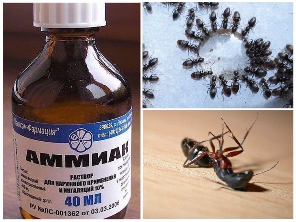 Ammoniac de fourmis