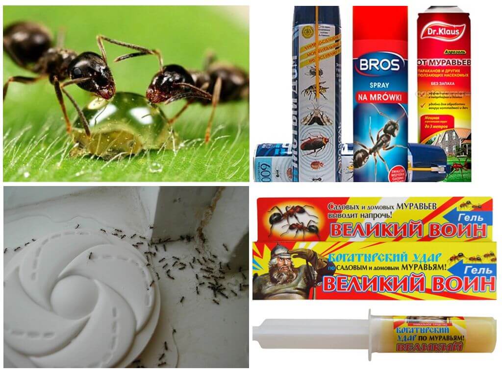 Moyens de combattre les fourmis