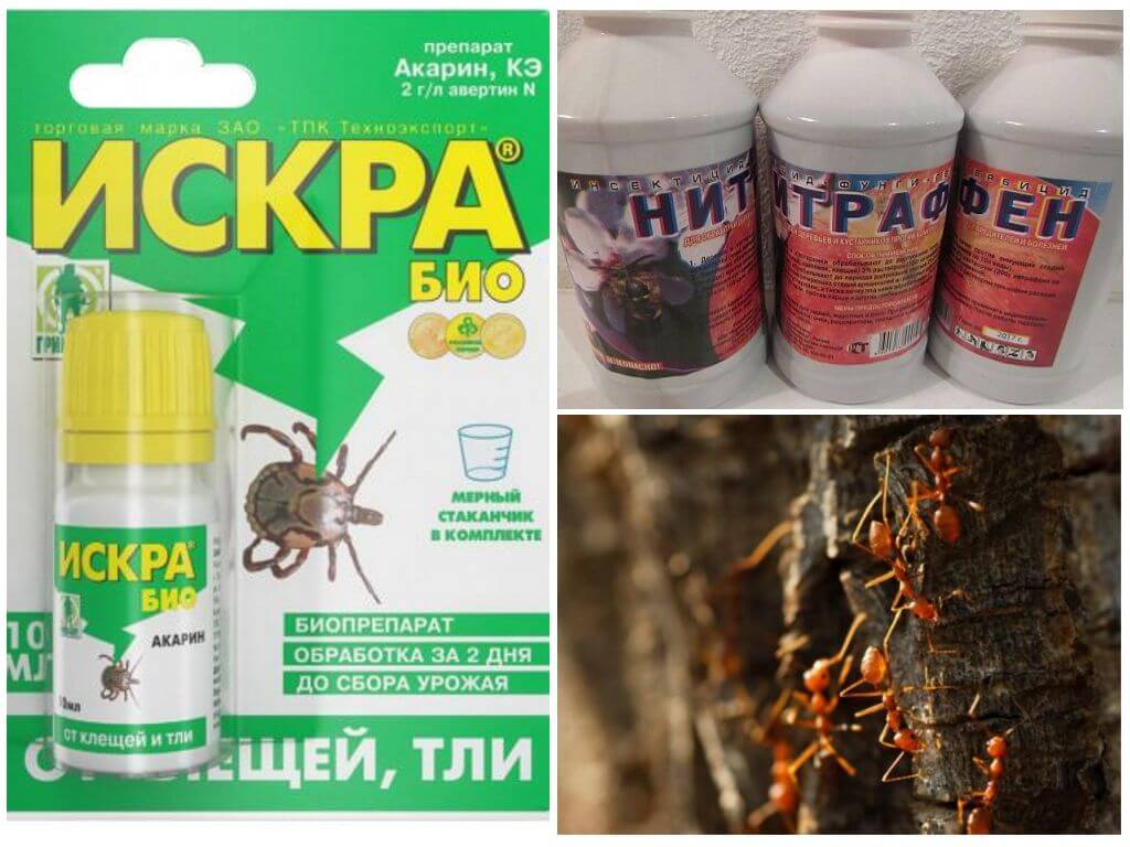 Produits chimiques fourmi