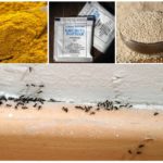 Remèdes populaires pour les fourmis