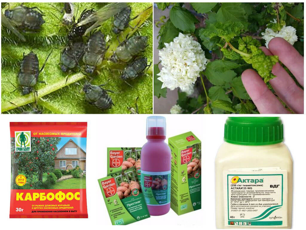 Insecticides pour insectes nuisibles