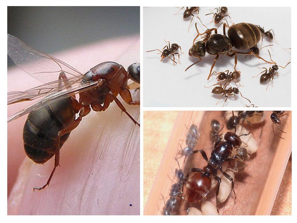 La composition des fourmis dans la colonie