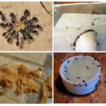Appâts toxiques pour les fourmis