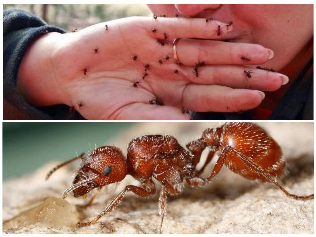 Morsure de fourmi rouge
