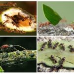 Les avantages et les inconvénients des fourmis