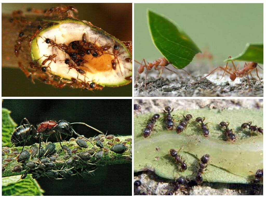 Les avantages et les inconvénients des fourmis