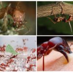Atta vie de fourmis