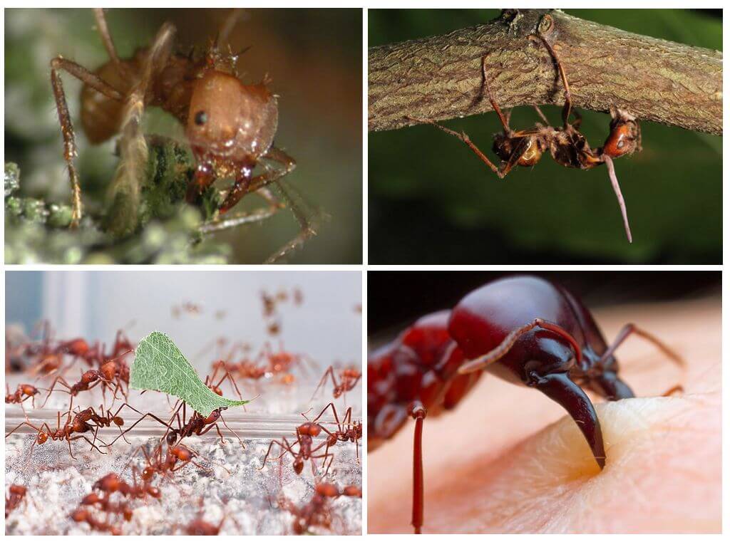 Atta vie de fourmis