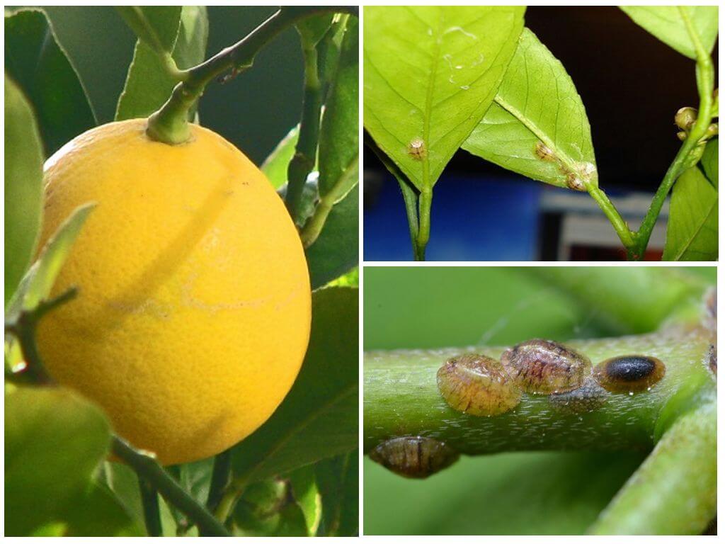 Shchitovka au citron