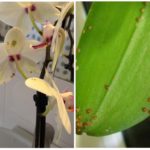 Shchitka sur des orchidées