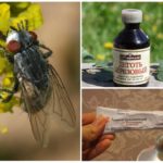 Remèdes populaires pour les mouches et les mouches