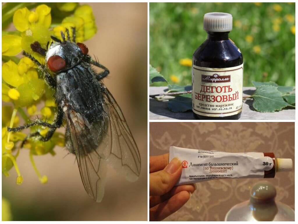 Remèdes populaires pour les mouches et les mouches