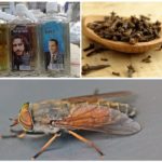 Façons populaires de traiter avec les mouches et les mouches