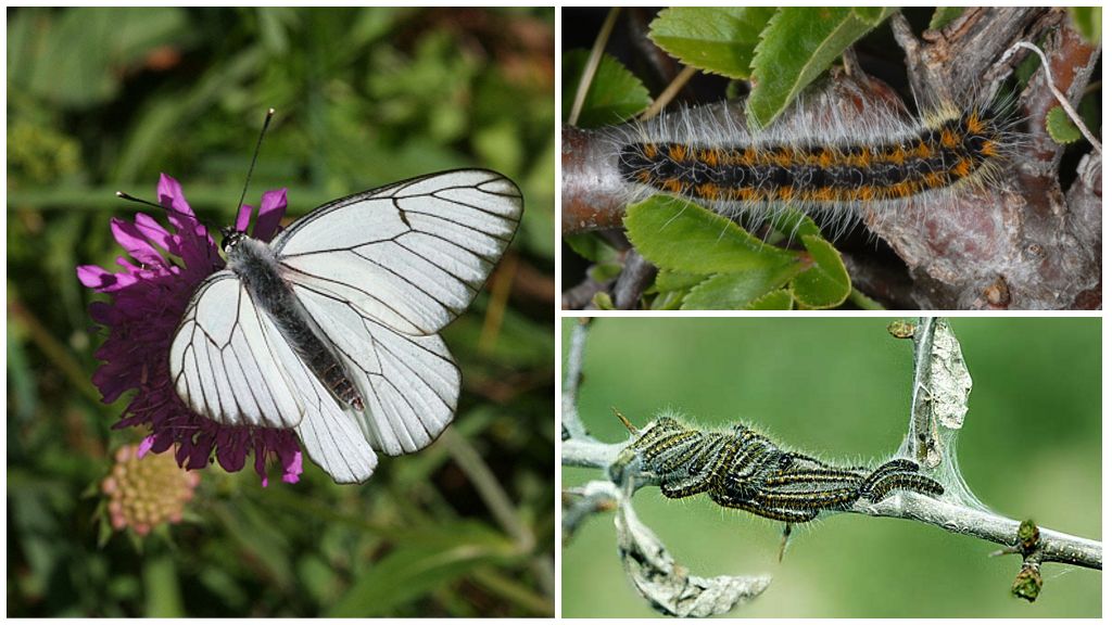 Caterpillar et l'aubépine papillon