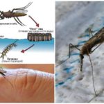 Cycle de reproduction du moustique anophèle