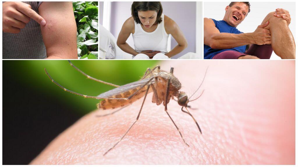 Conséquences de la morsure de moustique du paludisme