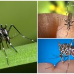 Représentants de l'espèce Aedes (kusaki)