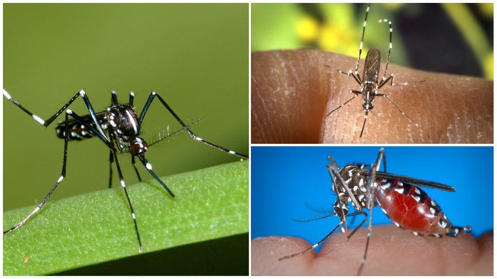 Représentants de l'espèce Aedes (kusaki)